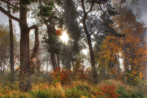 Desktop Wallpapers Rays Of Light Autumn Nature Trees Seasons