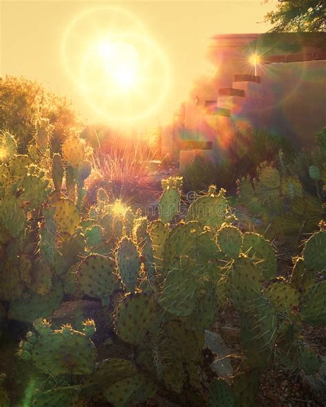 Cactus With Sun And Sunflare Stock Image Image Of Flare Heat 31946665