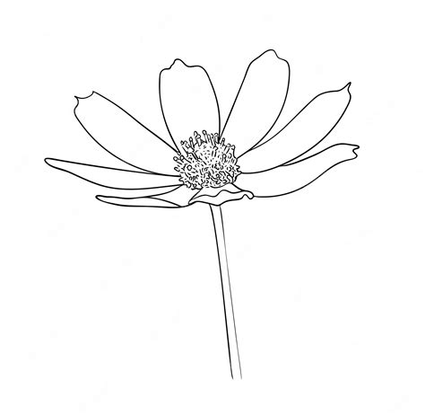 Premium Vector Vector Illustration Isolated Cosmos Flower In Black