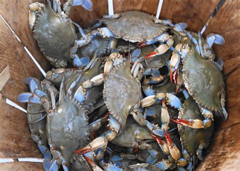 Are Blue Crabs In The Gulf Of Maine A Sign Of Climate Change Daily Press