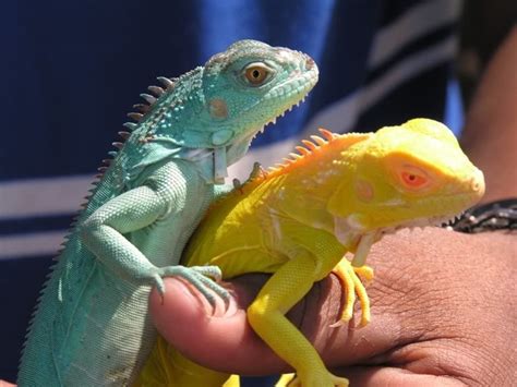 17 best images about iguana iguana on pinterest green range over and south america