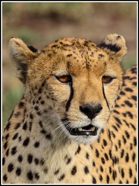 Female Cheetah By Giancarlo Bisone Via 500px Big Cats Wild Cats