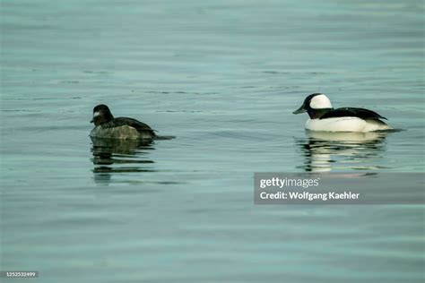 A Male And Female Bufflehead Ducks Are Swimming On Lake Washington In