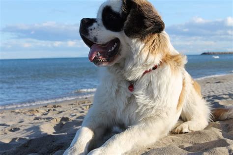 18 Of The Worlds Biggest Dog Breeds You Cant Help But Admire The