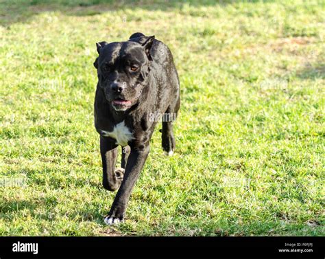 A Young Beautiful Black And White Medium Sized Cane Corso Dog With
