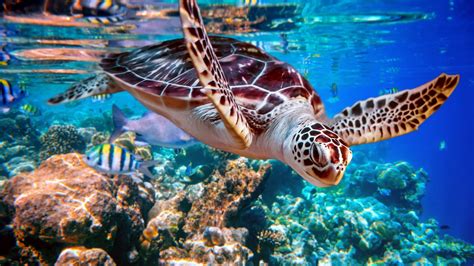 Sea Turtles The Endangered Species