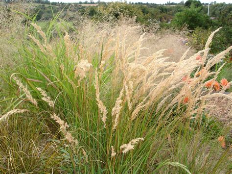 Calamagrostis Brachytricha Stipa Autumn Feather Reed Grass Zone 4