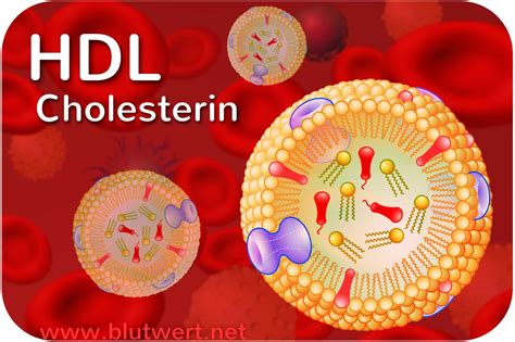 Hdl Cholesterin High Density Lipoprotein