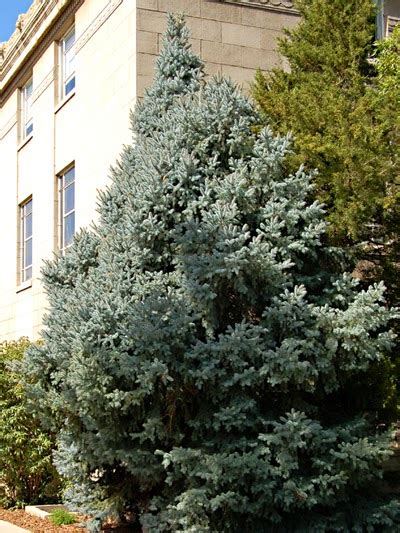 Utah Native Plants In Memoriam The Utah Blue Spruce