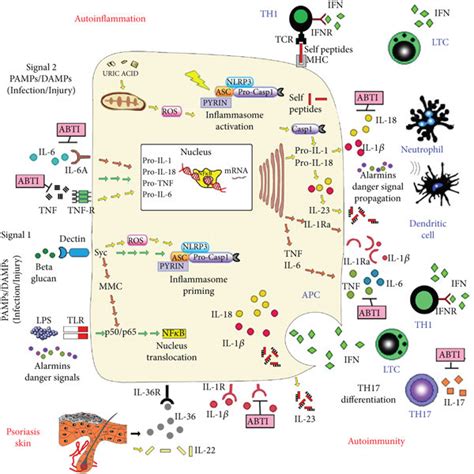 Schematic Representation Of Inflammasome Signaling Mechanisms In