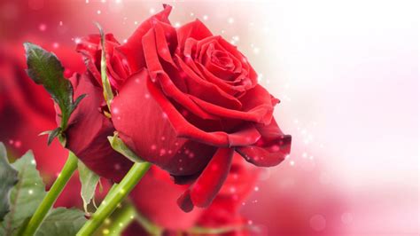 Red Roses Flowers Green Petals Best Hd Desktop Wallpapers