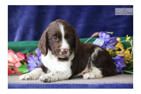 Find the perfect puppy for you! Jennie Mz: English Springer Spaniel puppy for sale near ...