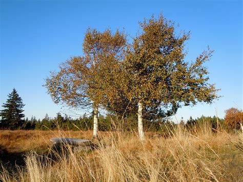 Two Birches Photograph By Katja Sauer