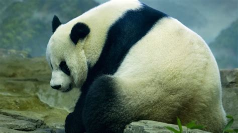 National Zoo Panda Gives Birth The New York Times