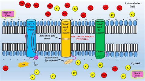 Action Potential Youtube