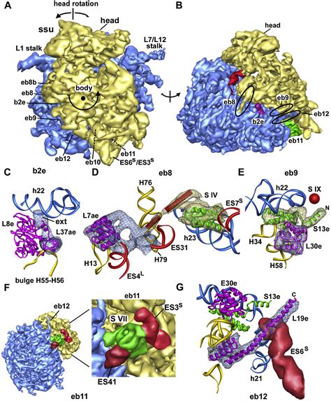 Structure Ribosome Infographics Vector Illustration On