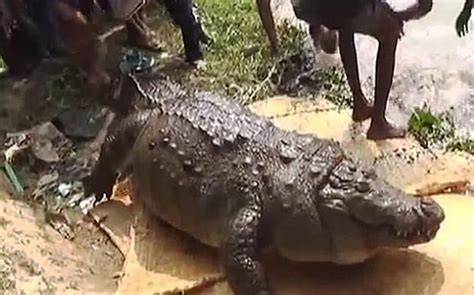 Obese Crocodile Dies From Eating Sacrificial Chickens