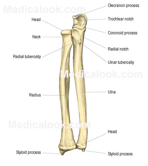 The Lower Extremity Of The Ulna Or Distal Extremity Is The End Of The