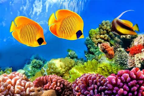High Resolution Coral Reef 4295x2853 Download Hd Wallpaper