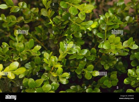 A Close Up Of A Thriving Buxus Rotundifolia Plant During The Growing
