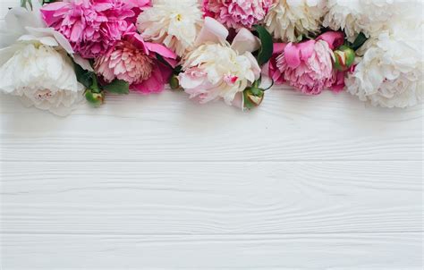 Download Peony Desktop Wallpaper Wood Background With Flower On Itlcat