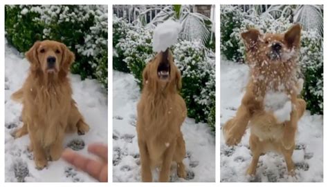 These Videos Of Metro Vancouver Dogs Playing In Snow Will Make Your Day