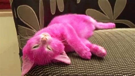 Cat Dies After Being Dyed By Pink Obsessed Owner Metro News