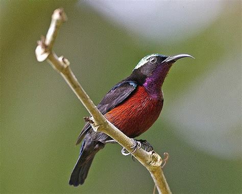 Ingin cari tempat beli hewan terpercaya? Manpaat Dan Harga Terbaru Pakan Burung Kolibri Saat Ini Paling Lengkap