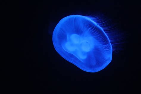 Oceania Moon Jellyfish Zoochat