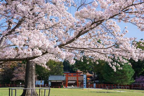 金牌测算 | 人生轨迹 缘分何时来 六道轮回测双人宿缘. 桜が美しく眺めることが出来るのはここだけ。京都の神社をご ...