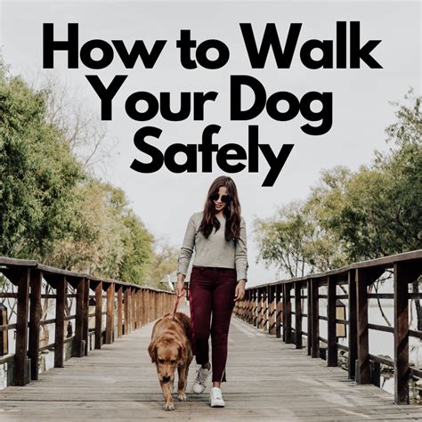 The Best Safety Tips For Walking Your Dog Pethelpful