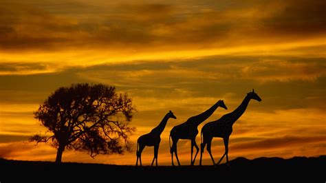 Africa Giraffes Animals Wildlife Sunset Silhouette