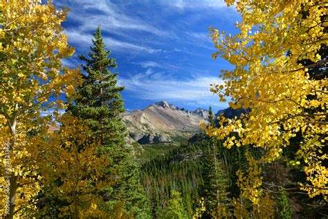 Beautiful Golden Aspen Trees With Longs Peak On A Sunny Fall Day Along
