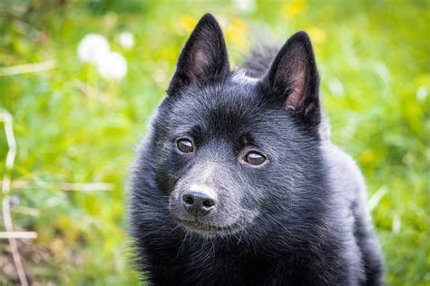 Is The Schipperke A Good Breed Of Dog