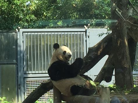 See The Giant Pandas At Ueno Zoo Tokyo 5 Things To Do Today