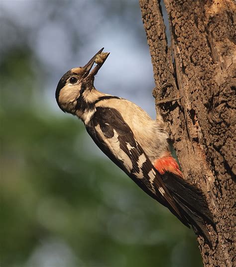 Syrian Woodpecker Birdforum