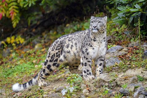 Irbis Snow Leopard Big Cat Predator Wildlife Hd Wallpaper Peakpx