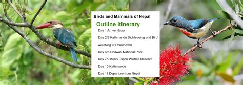 Nepal Trek & Nepal Tours | Nepal Bird watching Tour - Nepal Trek & Nepal Tours,