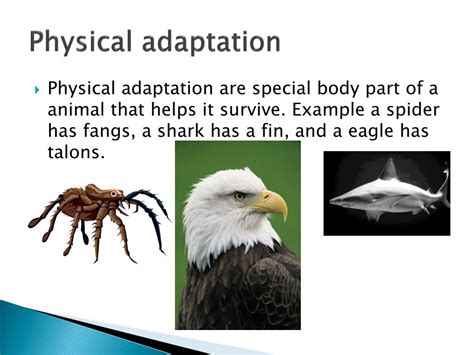 Animals Adapting 15 Unique Examples Of Animal Adaptations — Wellhouse