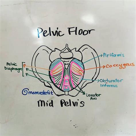 The Midpelvis The Pelvic Floor Anatomy And Movement Support — Mamastefit