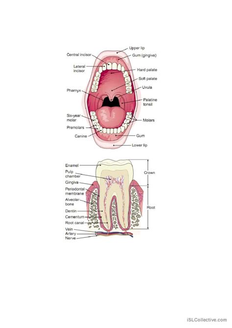 Teeth Anatomyoral Cavity Vocabulary English Esl Worksheets Pdf And Doc
