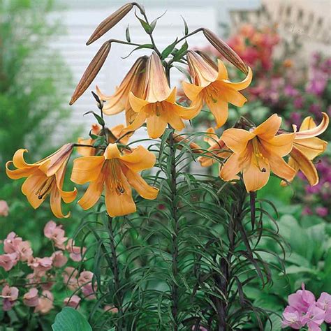 Lilium African Queen Trumpet Lily Pack X1 Bulbcormtuber South