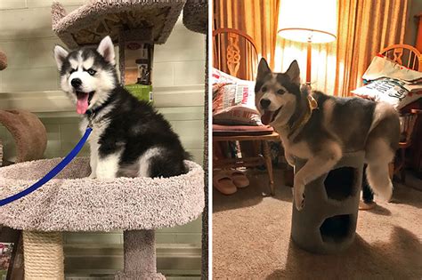 100 Hilarious Photos That Prove Theres No Other Dog Like Huskies