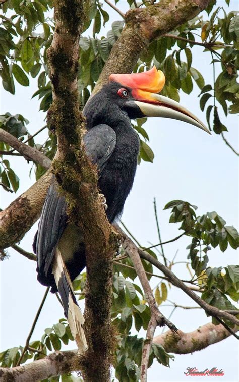 South East Asia Birds Malaysia Birds Paradise Rhinoceros Hornbill