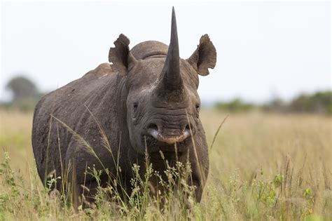 Rhinos In Africa