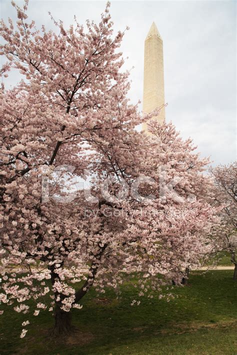 Washington Monument Above A Cherry Tree Stock Photo Royalty Free