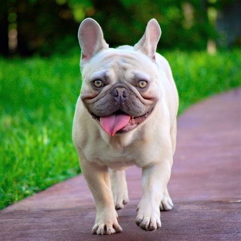 25 Hq Photos French Bulldog Texas For Sale French Bulldog Puppies For