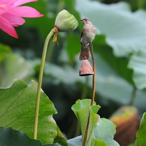 Beautiful Lotus Flower And Cute Birds 07 Wonderful And Amazing