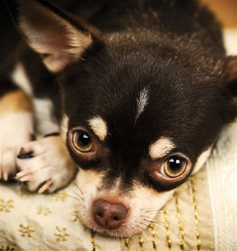 Learn About The Chihuahua Dog Breed From A Trusted Veterinarian