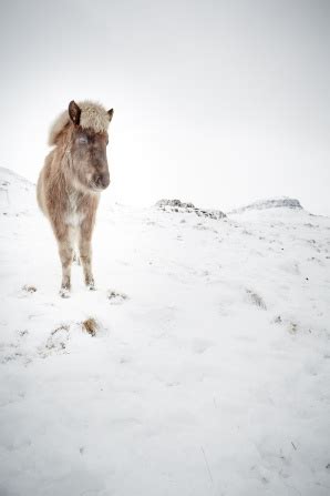 icelandic horse photo essay